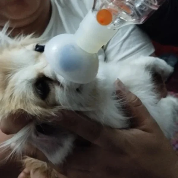 Dog Perfume - Inhalation Assist Mask for Pets - Image 5